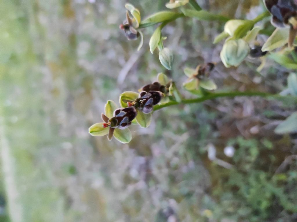 Ophrys x hoeppneri?